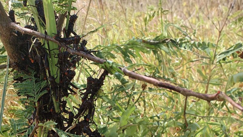 Tucuras: son clave el monitoreo y el control temprano