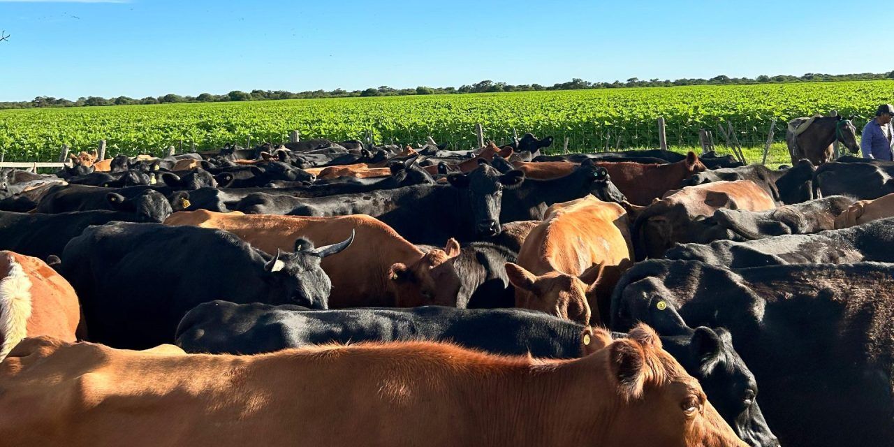 Faena de vacas: ¿La oferta será la variable de ajuste?