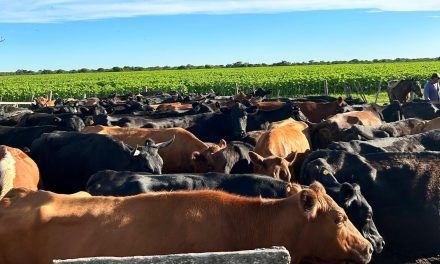 Faena de vacas: ¿La oferta será la variable de ajuste?