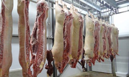 Récord histórico de faena porcina en 2023