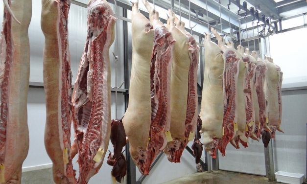 Récord histórico de faena porcina en 2023
