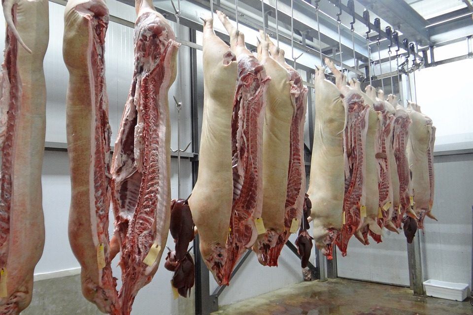 Récord histórico de faena porcina en 2023