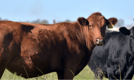 Argentina bate récord en exportación de carne vacuna