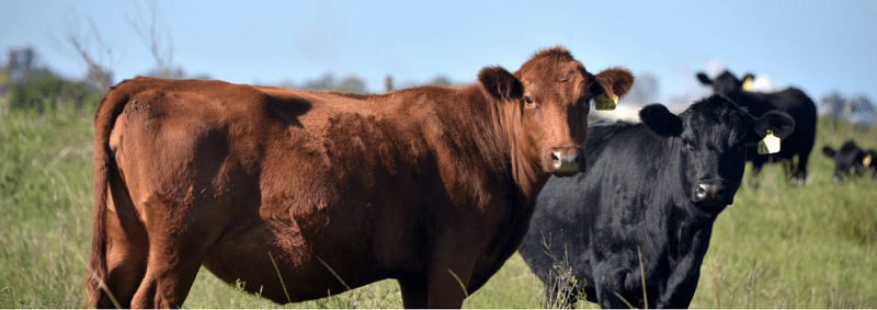 Argentina bate récord en exportación de carne vacuna