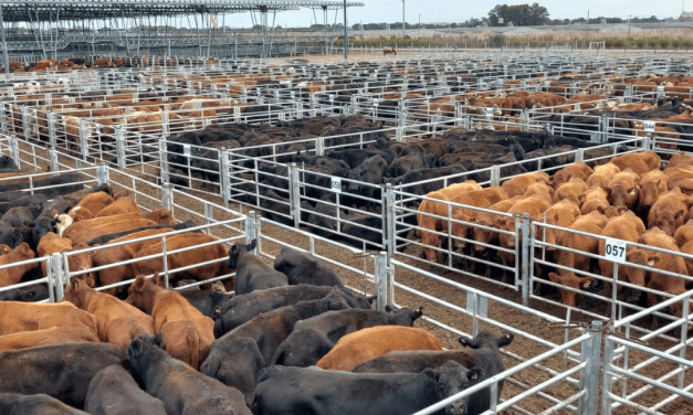El mercado de Cañuelas en la segunda semana de marzo