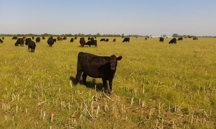 EL STOCK GANADERO RESISTE TRAS LA SEQUÍA
