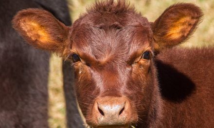 Inicia el período de zafra ganadera en Argentina