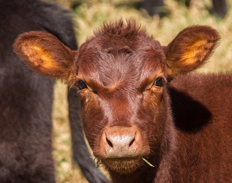 Inicia el período de zafra ganadera en Argentina