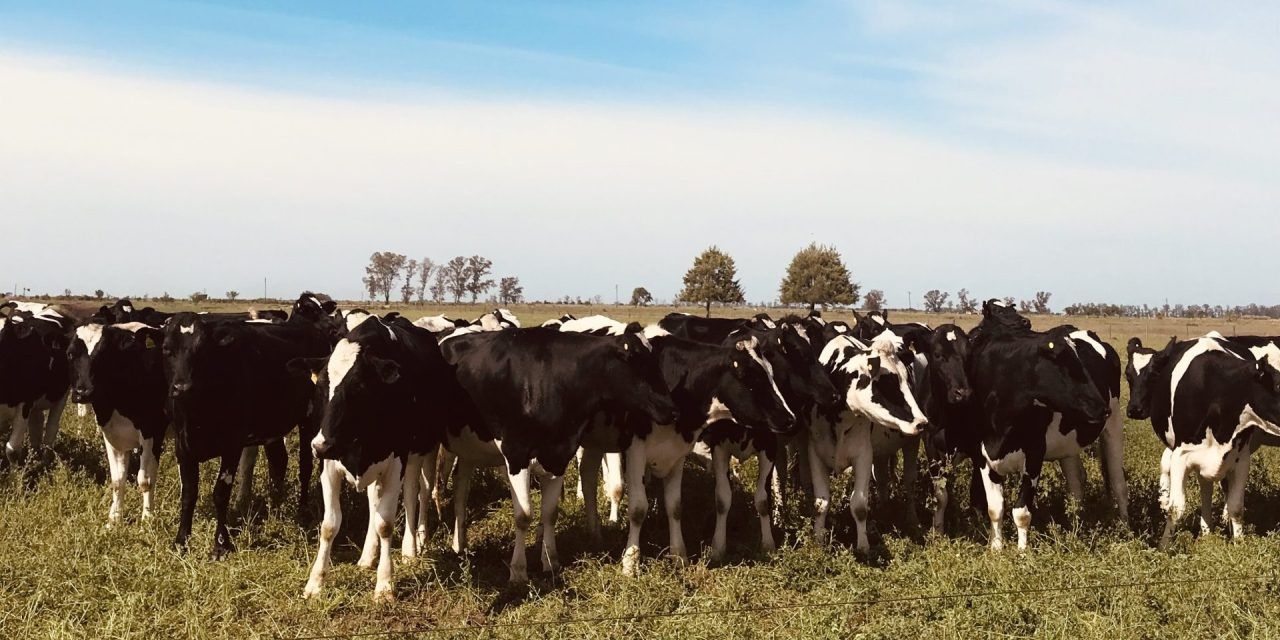 CRECIMIENTO DEL RODEO LECHERO (Cuarta Parte)