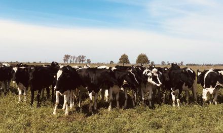 CRECIMIENTO DEL RODEO LECHERO (Cuarta Parte)