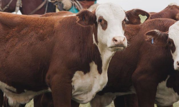 Adaptación de ambientes para producir carne de calidad