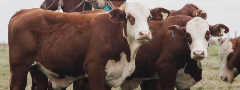 Adaptación de ambientes para producir carne de calidad