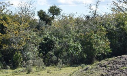 San Luis impulsa las picadas «cortafuego» en los campos