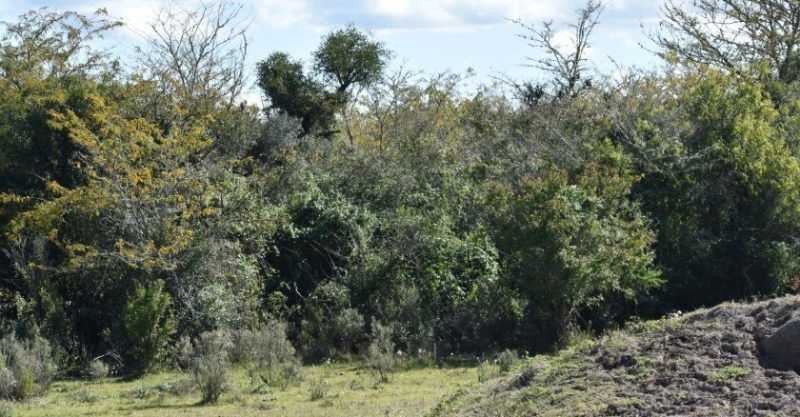San Luis impulsa las picadas «cortafuego» en los campos
