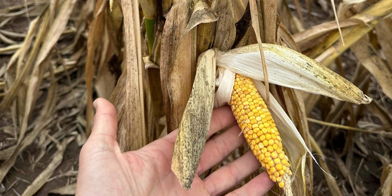 Complicada situación de productores por la “Chicharrita”