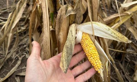 Complicada situación de productores por la “Chicharrita”