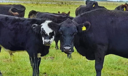 Mejoramiento genético en los rodeos