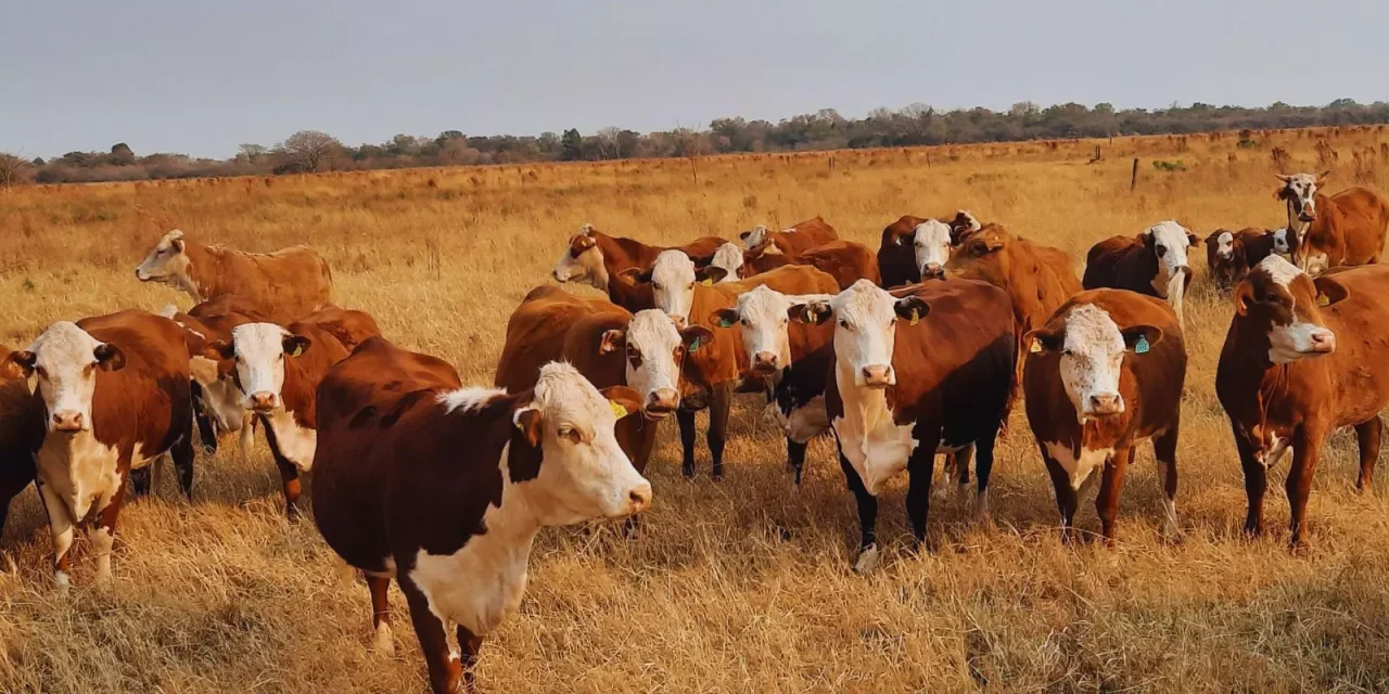 Rodeos de cría: pautas de manejo para el otoño