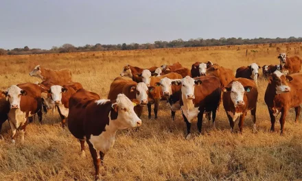 Rodeos de cría: pautas de manejo para el otoño