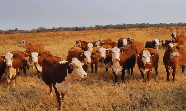 Rodeos de cría: pautas de manejo para el otoño