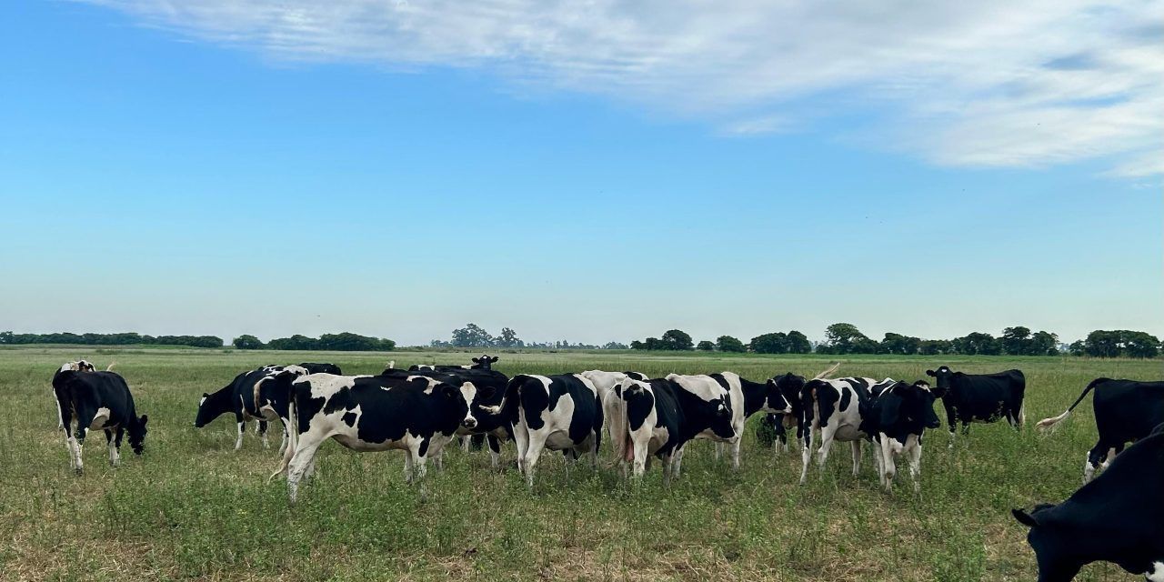 CRECIMIENTO DEL RODEO LECHERO (Quinta parte)