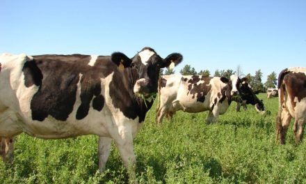 CRECIMIENTO DEL RODEO LECHERO (Séptima parte)