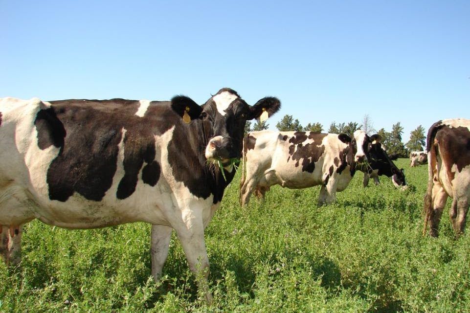 CRECIMIENTO DEL RODEO LECHERO (Séptima parte)