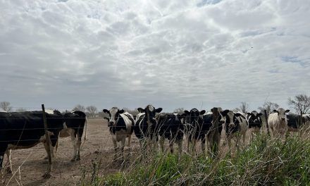 CRECIMIENTO DEL RODEO LECHERO (Tercera parte)