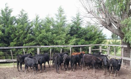 INICIO DE ZAFRA: Más terneros y clima favorable