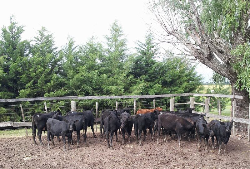 INICIO DE ZAFRA: Más terneros y clima favorable