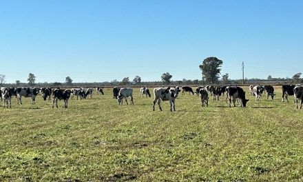 Longevidad de las vacas y sistemas de producción