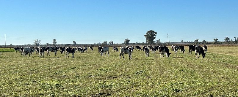Longevidad de las vacas y sistemas de producción