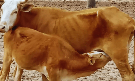 Pautas para el manejo de la ganadería en el Chaco Semiárido