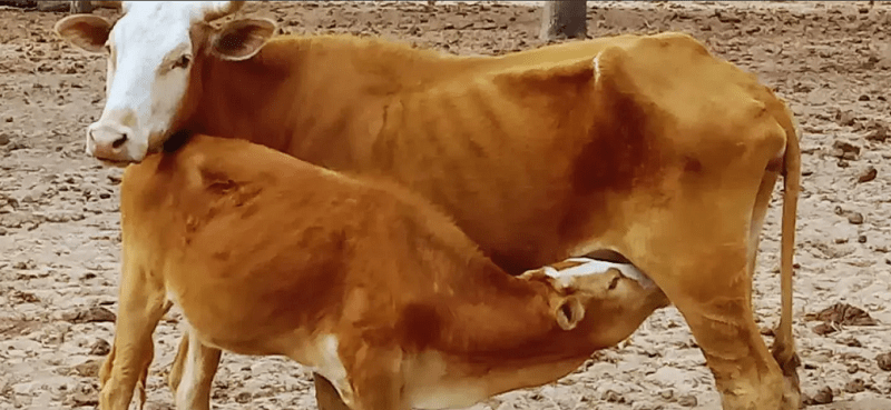 Pautas para el manejo de la ganadería en el Chaco Semiárido