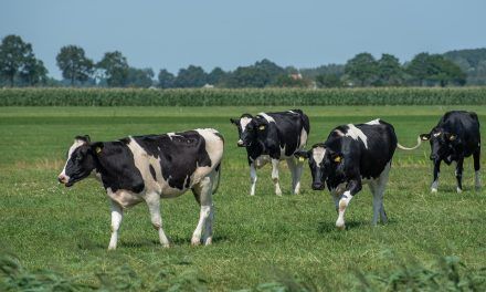 Aplicación web para calcular el crecimiento del rodeo lechero
