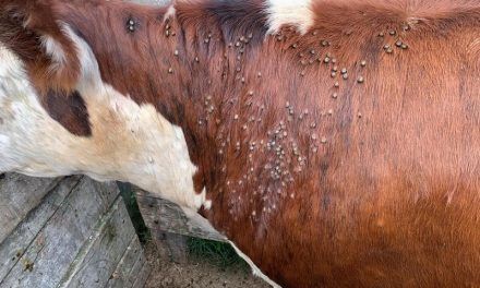Entre Ríos contra la garrapata bovina