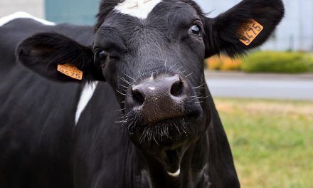 Impacto económico del rechazo y la mortandad de vacas lecheras
