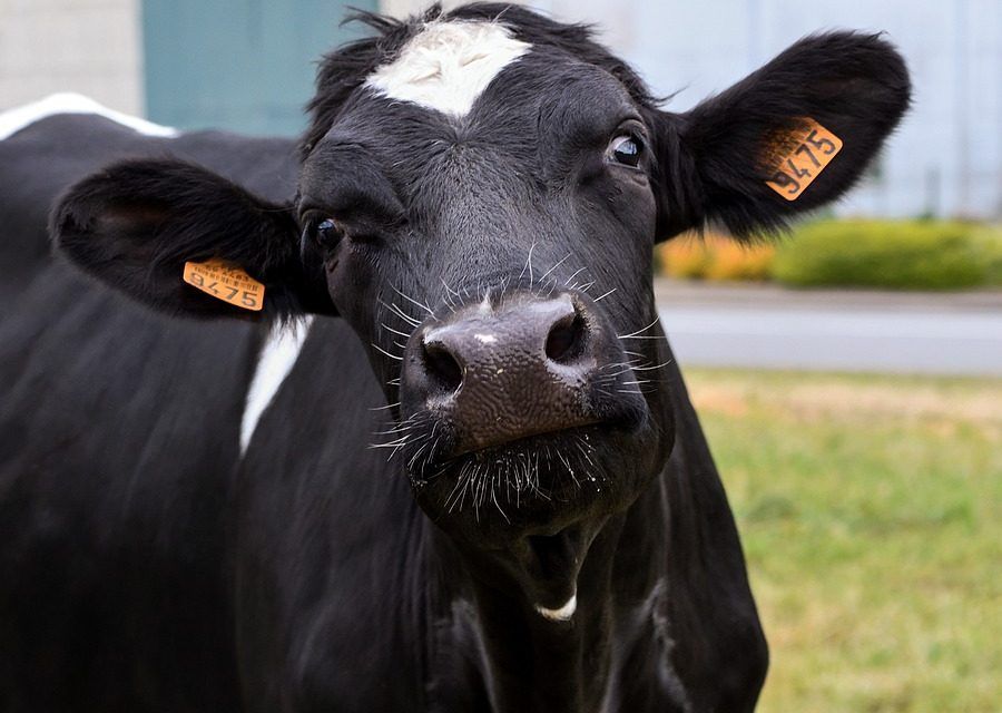 Impacto económico del rechazo y la mortandad de vacas lecheras