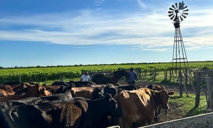 REFUGO DE VACAS: UNA CAJA VALIOSA PARA EL CRIADOR