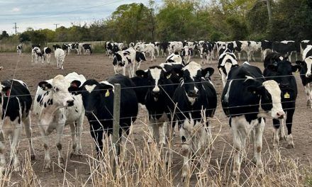 CRA propone la identificación individual voluntaria de la hacienda