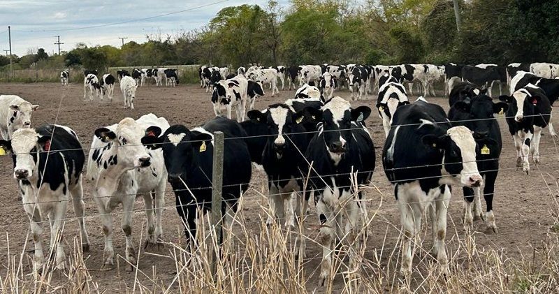 CRA propone la identificación individual voluntaria de la hacienda