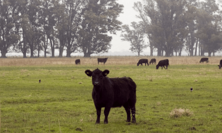 Bienestar Animal: un atributo para la ganadería