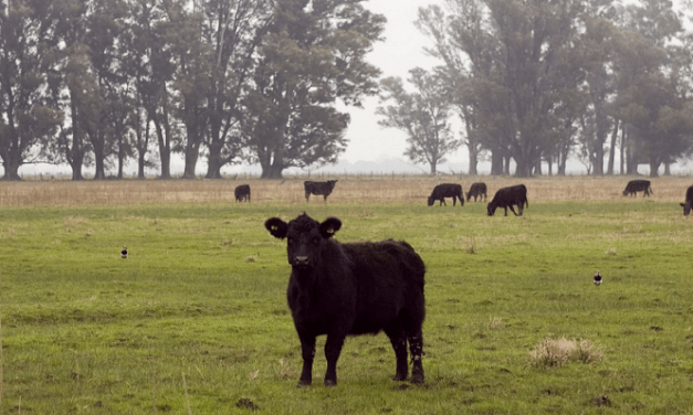 Bienestar Animal: un atributo para la ganadería