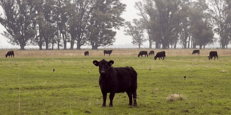 Bienestar Animal: un atributo para la ganadería