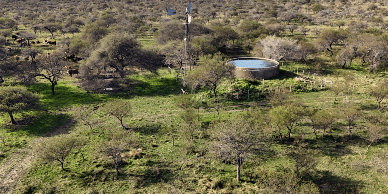 Buenas prácticas para integrar ganadería y bosques nativos