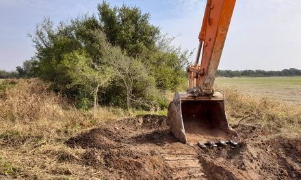 Córdoba interrumpe intervenciones forestales no autorizadas