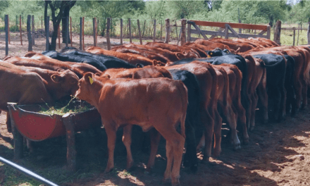Estrategias de manejo ganadero bovino ante la sequía