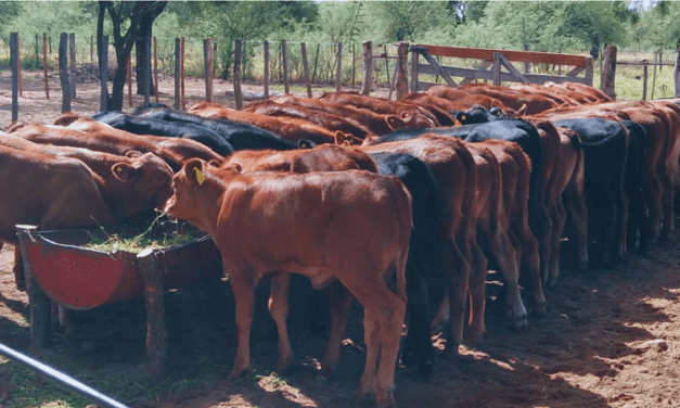 Estrategias de manejo ganadero bovino ante la sequía