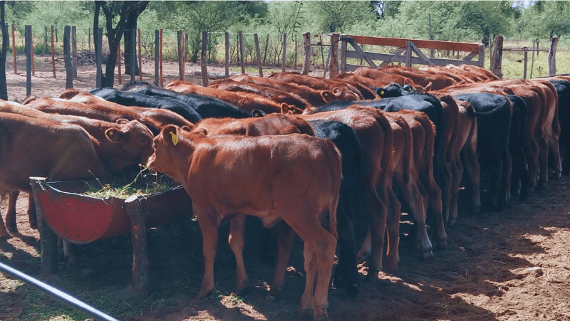 Estrategias de manejo ganadero bovino ante la sequía