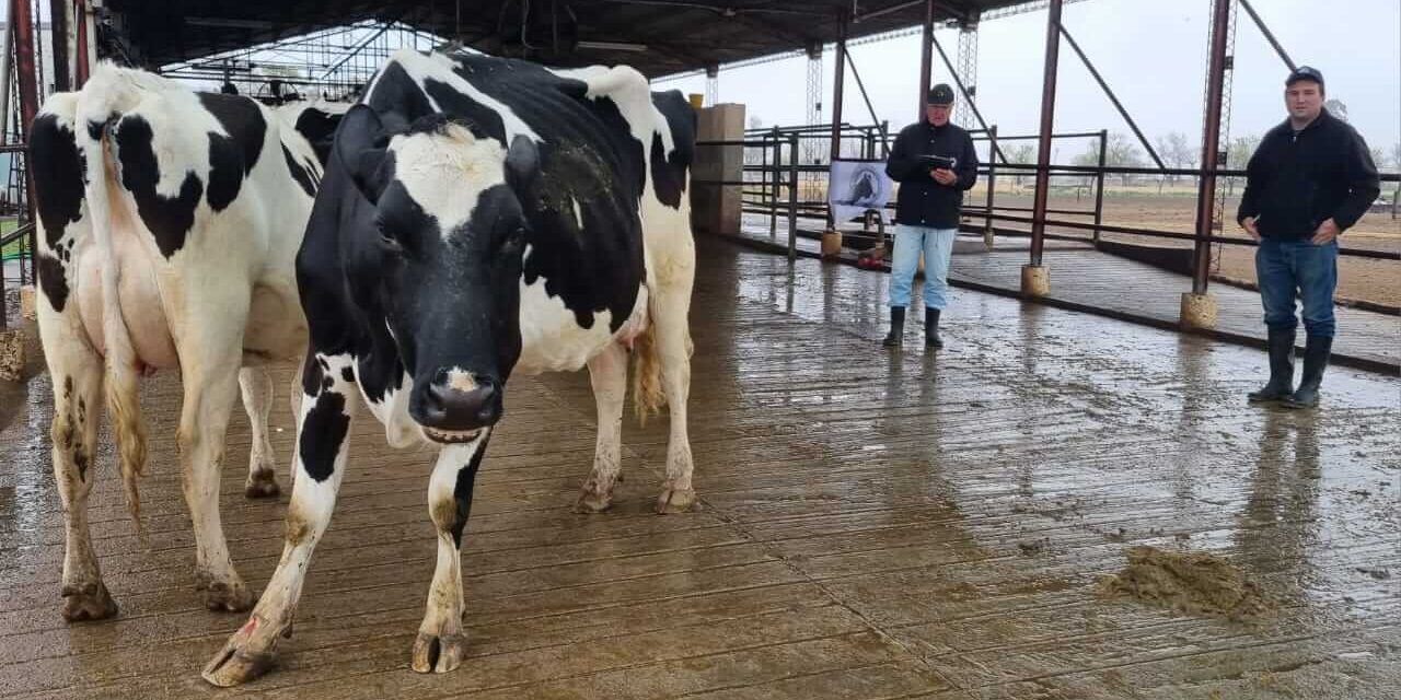 Expo Rural de Rafaela y el 7° Concurso de Vacas a Campo